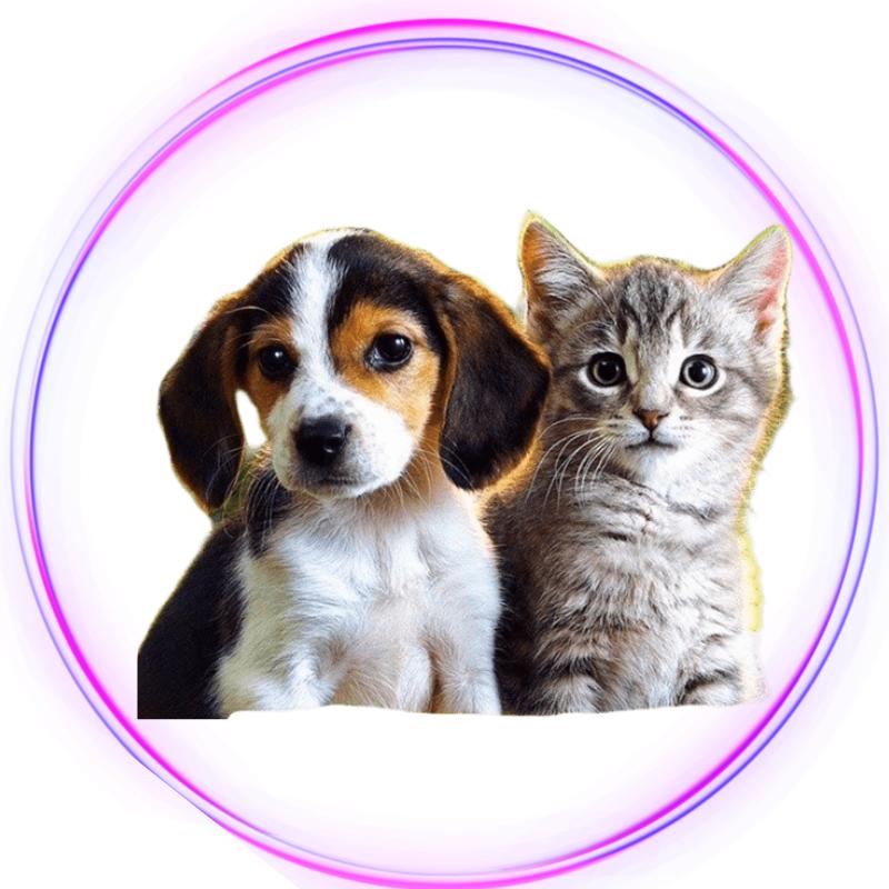 Animais Estimação